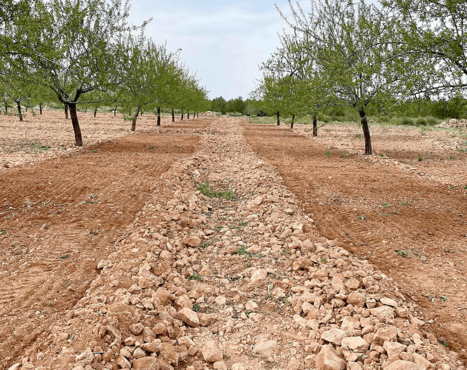 Rastrillo hilerador de piedras RD 15