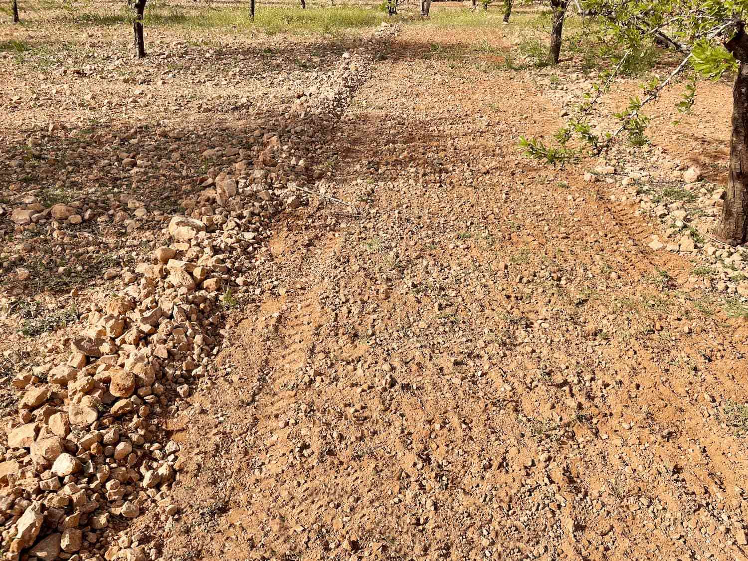 Rastrillo hilerador de piedras RD 10